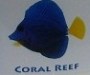 Coral_Reef_50ad05ed33cdf.jpg