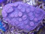 Acanthastrea_rot_4e1f114f7d56e.jpg