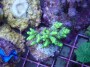 Acropora_aculeus_4e50ab1432701.jpg
