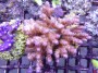 Acropora_anthoce_4ddbccc85837a.jpg