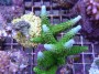 Acropora_aspera_4ddbce7dd72db.jpg