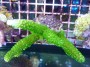 Acropora_aspera__4e25f0d386b36.jpg