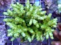 Acropora_azurea_4ddbd15455495.jpg