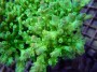 Acropora_batunai_4e9e536500d2e.jpg