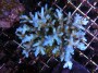 Acropora_carduus_4f30155264e6b.jpg