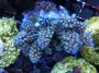 Acropora_cereali_4fb33b1baabde.jpg