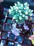 Acropora_chester_4f749773db2ce.jpg