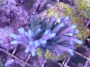 Acropora_echinat_4e99f48168fe7.jpg
