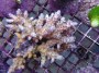 Acropora_granulo_4ddbe4a9eab42.jpg