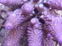 Acropora_humilis_4df481f899c70.jpg