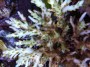 Acropora_kirstya_4fe9e8294b122.jpg