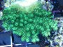 Acropora_latiste_4fb51c361ee50.jpg
