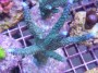 Acropora_loisett_4df5ecbd64d4c.jpg