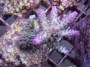 Acropora_loisett_4e20a5853e82b.jpg