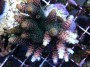 Acropora_millepo_4fe9e935397d6.jpg