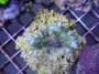 Acropora_rambler_4df5f1450ee36.jpg