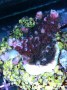 Acropora_robusta_4fb519b72f87b.jpg