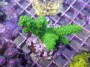 Acropora_samoens_4e515f4fe525f.jpg