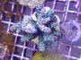 Acropora_sarment_4e9e580f8a852.jpg