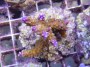 Acropora_secale_4e207a1082de8.jpg