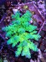 Acropora_selago__4f2ed773c1775.jpg