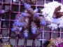 Acropora_tenuis__4df47b0a4ca0b.jpg