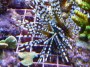 Echinothrix_cala_4ecfde89c2e61.jpg