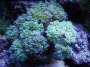 Euphyllia_paradi_4de942aad002f.jpg