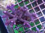 Montipora_digita_4df5e87f708c0.jpg