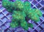 Pocillopora_eleg_4e9e5d2be074d.jpg