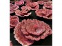 real_reef_rock_plates_1_1753_600x600@2x